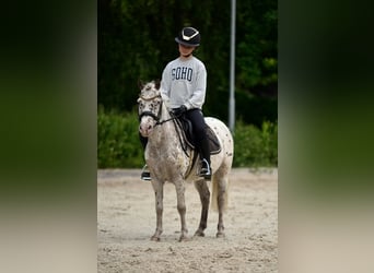Shetland Ponies, Gelding, 12 years, 11.2 hh, Leopard-Piebald