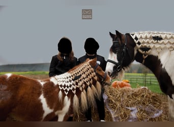 Shetland Ponies, Gelding, 12 years, 8.3 hh, Pinto