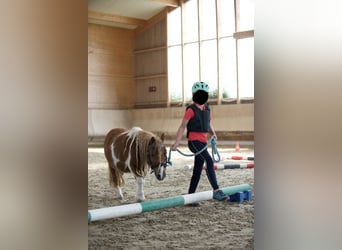 Shetland Ponies, Gelding, 12 years, 8.3 hh, Pinto