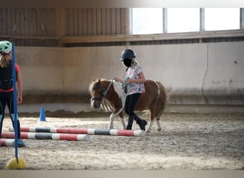 Shetland Ponies, Gelding, 12 years, 8.3 hh, Pinto