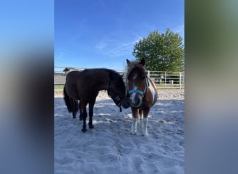 Shetland Ponies, Gelding, 12 years, 8.3 hh, Pinto