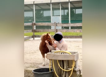 Shetland Ponies, Gelding, 12 years, 8.3 hh, Pinto
