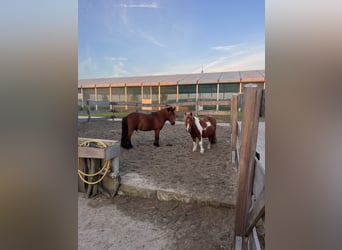 Shetland Ponies, Gelding, 12 years, 8.3 hh, Pinto