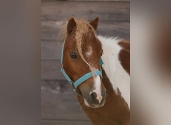 Shetland Ponies, Gelding, 12 years, 8.3 hh, Pinto