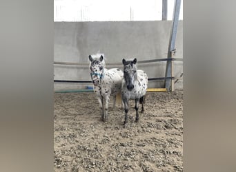 Shetland Ponies, Gelding, 12 years, 9.1 hh, Leopard-Piebald
