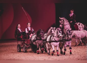 Shetland Ponies, Gelding, 12 years, 9.1 hh, Leopard-Piebald