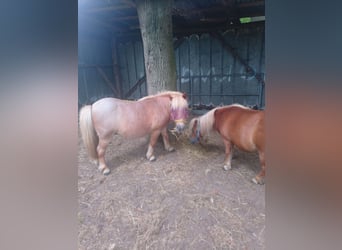 Shetland Ponies, Gelding, 12 years, 9.2 hh, Roan-Red