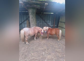 Shetland Ponies, Gelding, 12 years, 9.2 hh, Roan-Red