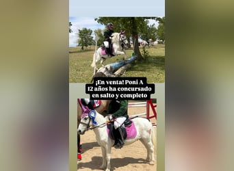 Shetland Ponies, Gelding, 12 years, 9,2 hh, Grey