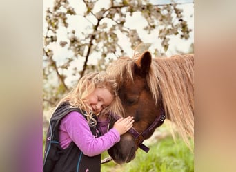Shetland Ponies, Gelding, 13 years, 10.1 hh, Chestnut