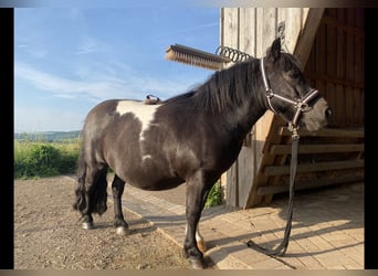 Shetland Ponies, Gelding, 13 years, 10.1 hh, Pinto