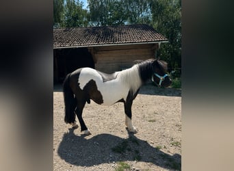 Shetland Ponies Mix, Gelding, 13 years, 10.1 hh, Pinto