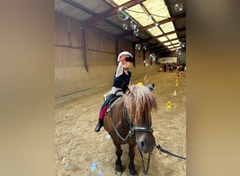 Shetland Ponies, Gelding, 13 years, 10,2 hh, Black