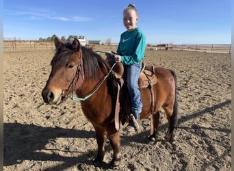 Shetland Ponies Mix, Gelding, 13 years, 10.3 hh, Bay