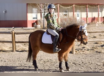 Shetland Ponies Mix, Gelding, 13 years, 10.3 hh, Bay