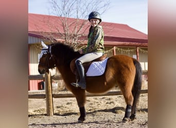 Shetland Ponies Mix, Gelding, 13 years, 10.3 hh, Bay