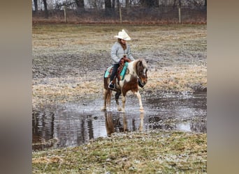 Shetland Ponies, Gelding, 13 years, 10 hh, Pinto