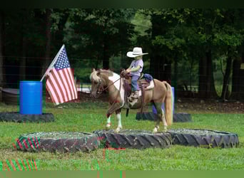 Shetland Ponies, Gelding, 13 years, 10 hh, Pinto
