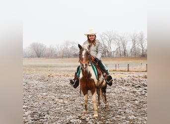 Shetland Ponies, Gelding, 13 years, 10 hh