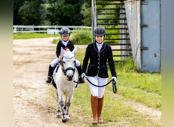 Shetland Ponies, Gelding, 13 years, 10,2 hh, Gray-Dapple