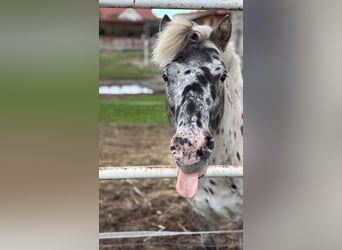 Shetland Ponies, Gelding, 13 years, 10,2 hh, Leopard-Piebald