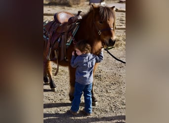 Shetland Ponies Mix, Gelding, 13 years, 10,3 hh, Bay