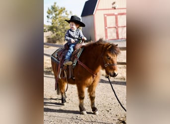 Shetland Ponies Mix, Gelding, 13 years, 10,3 hh, Bay