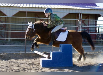 Shetland Ponies Mix, Gelding, 13 years, 10,3 hh, Bay