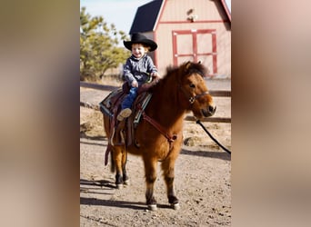 Shetland Ponies Mix, Gelding, 13 years, 10,3 hh, Bay