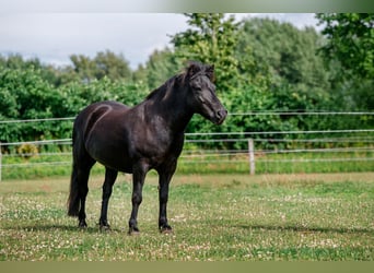 Shetland Ponies, Gelding, 13 years, 11.2 hh, Black