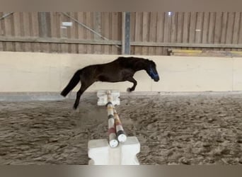 Shetland Ponies, Gelding, 13 years, 11 hh, Black