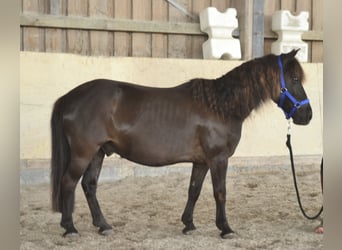 Shetland Ponies, Gelding, 13 years, 11 hh, Black
