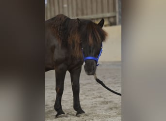 Shetland Ponies, Gelding, 13 years, 11 hh, Black