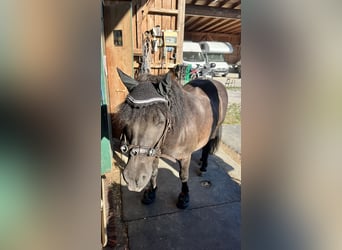 Shetland Ponies, Gelding, 14 years, 10.2 hh, Black
