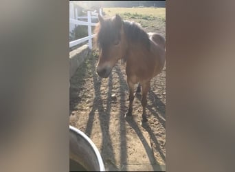 Shetland Ponies, Gelding, 14 years, 10,2 hh, Brown