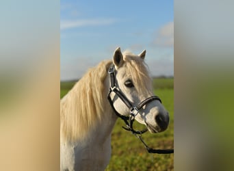 Shetland Ponies, Gelding, 14 years, 10,1 hh, Grey