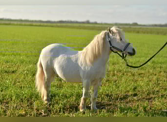 Shetland Ponies, Gelding, 14 years, 10,1 hh, Grey