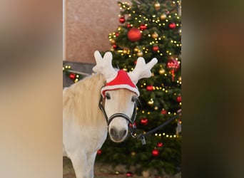 Shetland Ponies, Gelding, 14 years, 10,1 hh, Grey