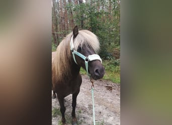 Shetland Ponies Mix, Gelding, 14 years, 10,2 hh