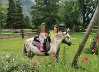 Shetland Ponies, Gelding, 14 years, 10,2 hh, Leopard-Piebald