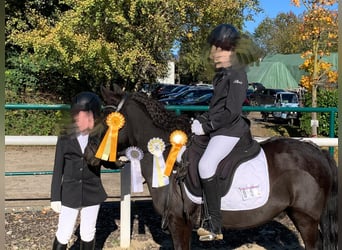 Shetland Ponies Mix, Gelding, 14 years, 11,1 hh, Black