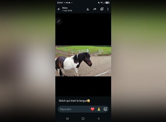 Shetland Ponies, Gelding, 14 years, 11.1 hh, Pinto