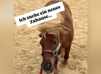 Shetland Ponies Mix, Gelding, 14 years, 11 hh, Chestnut-Red