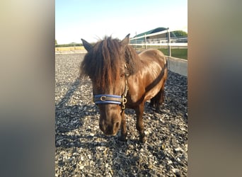 Shetland Ponies, Gelding, 15 years, 10,2 hh, Smoky-Black