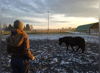 Shetland Ponies, Gelding, 15 years, 10,2 hh, Smoky-Black