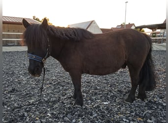 Shetland Ponies, Gelding, 15 years, 10,2 hh, Smoky-Black