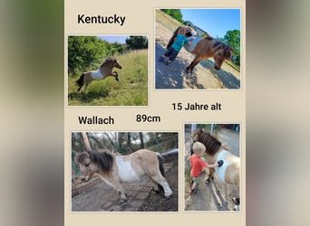 Shetland Ponies, Gelding, 15 years, 8,2 hh, Buckskin