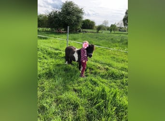 Shetland Ponies, Gelding, 15 years, 8 hh, Pinto