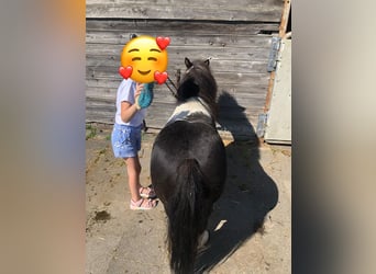 Shetland Ponies, Gelding, 15 years, 8 hh, Pinto