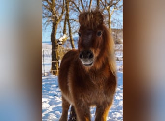 Shetland Ponies, Gelding, 15 years, 9,1 hh, Chestnut-Red